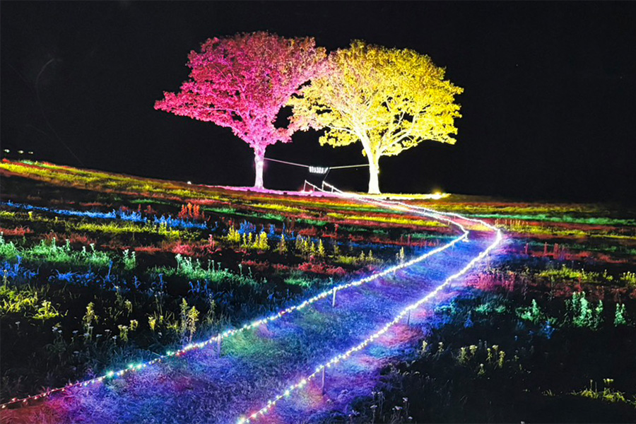 初冬の夜、丘が「銀河鉄道」になる──平取町・二柏の丘ライトアップへ出かけよう